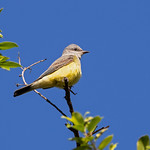 Western Kingbird