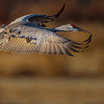 Sandhill Crane, Afternoon Landing into a Cut Corn Field, (Antigone canadensis), Ladd S. Gordon Waterfowl Complex: Bernardo Waterfowl Management Area, Socorro County, New Mexico USA