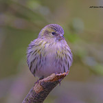 Eurasian Siskin ( Female )
