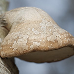 Birch polypore