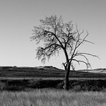 Lonely Prairie