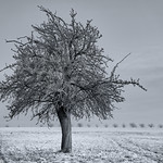 Septuagesima MMXXV monochrome