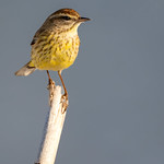 Grey Day at the Beach