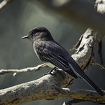 Perched Black Phoebe