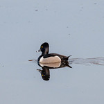 Male Ring-Necked Duck (2023-03-16 #44).