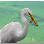 Great Egret Fishing
