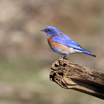 Western Bluebird, Wenas Road