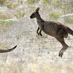 Kangaroo Island natives