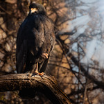 Yes, her majesty the Common Black Hawk...