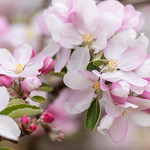 CTX2130 &copy; ctxuk 20250414 Apple Blossom