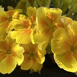 Yellow Primulas to wish you a Happy Easter Sunday!