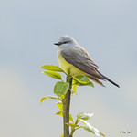 Western Kingbird