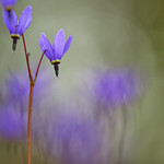 Dodecatheon pulchellum (Few-Flowered Shooting Star)