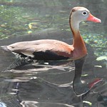 Reflections at the Lake