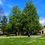 Attack of the Goose Blossoms