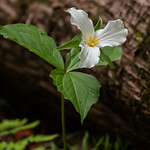 Trillium