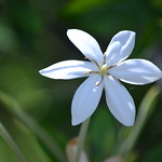 Gardenia alibertia ... subtle white beauty