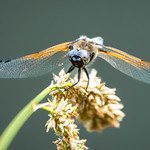 Libellule &agrave; quatre taches ♂ (Libellula quadrimaculata)