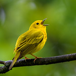Yellow Warbler