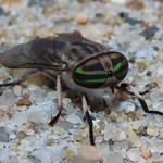 Striped Horse Fly
