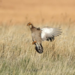 Lesser Prairie Chicken - Kansas
