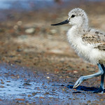S&auml;belschn&auml;bler - Pied avocet