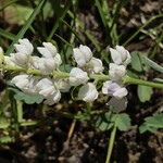 Lupine, Bear Creek Canyon Trailhead