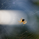 Small, silent guardians of the garden/Mali, tihi čuvari vrta