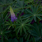Lupine