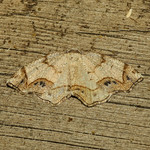 Friendly Probole Moth