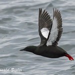 Black Guillemot taking off 267A7840