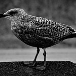 European Herring Gull (Larus Argentatus)