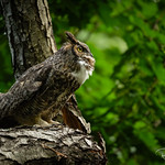 Great Horned Owl | Bubo virginianus | 2025 - 2