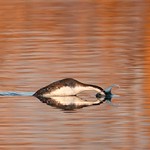 Clean Entry (Western Grebe)