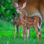 "I'm the cuter one..."