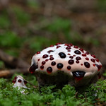 Bleeding Tooth Fungus