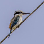barcaldine rec park - red-backed kingfisher