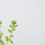 227/365 - i will survive