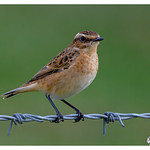 Whinchat