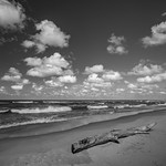 Driftwood on the beach