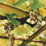 The Quiet Poetry Of A Vineyard.