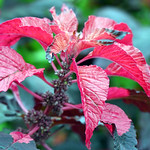 Amaranthus