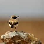 DESERT WHEATEAR
