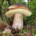 Penny bun (Boletus Edulis)