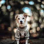 Portrait of Jack Russell Terrier