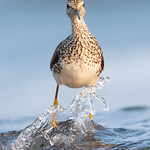 Lesser yellowlegs - Petit Chevalier