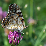 Vanessa cardui (Linnaeus, 1758)