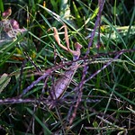 Praying Mantis 💚🙏