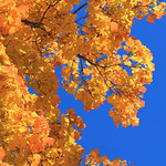 Fall Color Explosion . . . .