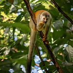 Spider Monkey Eating Caterpillar